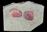 Colorful, Ordovician Asaphellus Trilobite - Morocco #85203-1